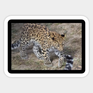 Leopard Cub Sticker